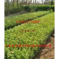優(yōu)質(zhì)供應(yīng)：綠化苗木：灌木：小苗：床苗：紅葉小檗小苗
