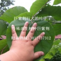 買(mǎi)真的巨紫荊樹(shù)苗就到江蘇找魅力花鄉(xiāng)種子種苗基地