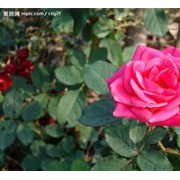 珍珠梅、黃刺梅、紅玫瑰、連翹、迎春、棣棠、紅瑞木、金鐘花，紫