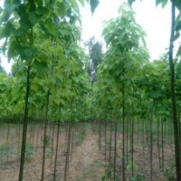 河南精品梓樹(shù)苗、楸樹(shù)苗總基地