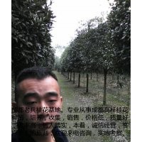 買四川高桿桂花首選老兵苗木園藝場(chǎng)