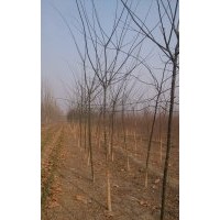 二公分速生國(guó)槐
