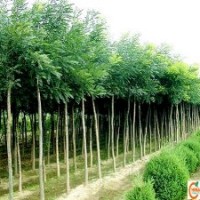 3公分速生國槐最新供應(yīng)價格