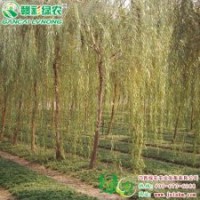 金絲柳 彩柳小苗供應(yīng)包成活
