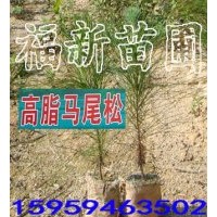 馬尾松樹苗 高脂馬尾松苗 馬尾松苗 馬尾松種子