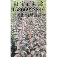 紅寶石海棠，絢麗海棠，凱爾斯海棠，西府海棠