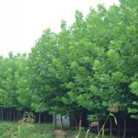 法桐小苗綠化樹種的市場需求量較大