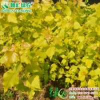 歐洲金葉楊 市場新寵 體量大 觀賞效果好 歐洲金葉楊小苗供應包成