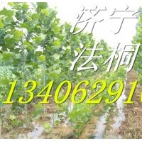 3公分速生法桐小苗批發(fā)供應(yīng)價格