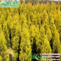 金冠柏 灌木 樹干直立 抗旱抗寒 喜光 金冠柏樹苗供應(yīng)批發(fā)零售|江