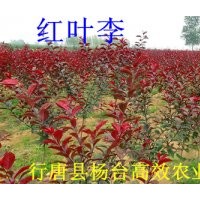 紅葉李嫁接小苗價(jià)格