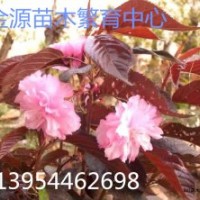 櫻花、紅葉櫻花、紅葉櫻花接穗