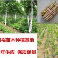 出售1公分法桐小苗6公分速生法桐山東東營價格