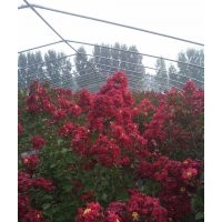 紅火箭紫薇