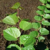 沭陽巨紫荊基地巨紫荊特色樹種直銷