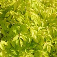 金葉復(fù)葉槭苗、國(guó)槐、速生白蠟、速生法桐、西府海棠、北欒種子