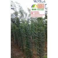 1、1.5、2公分速生國槐小苗清地價出售