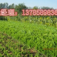 河北深州北四王低價供應小葉黃楊