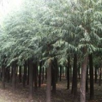 火炬樹、速生柳、旱柳春季熱銷