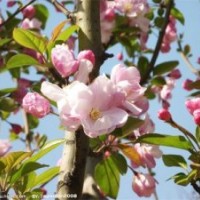 西府海棠成品苗，西府海棠芽苗，西府海棠根接苗及公分苗