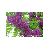 大量供應(yīng)香花槐、白蠟、榆樹(shù) 小苗