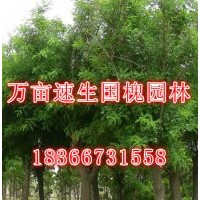 國槐樹苗價格