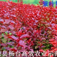 現(xiàn)在最便宜的苗木有花椒苗0.2元、山杏苗0.6元、毛桃苗0.8元、核