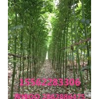 國槐 濟(jì)寧國槐基地 精品苗木 量大從優(yōu)