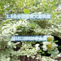 江蘇當(dāng)年生0.8公分粗紫薇苗量大供應(yīng)1米高紫薇小苗價格