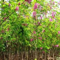 供應(yīng)香花槐、國槐苗、刺槐苗