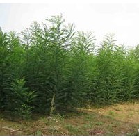 長期供應各種規(guī)格白皮松、油松、側(cè)柏