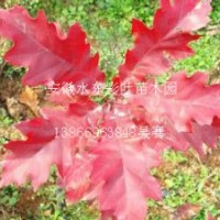 2015年美國紅橡樹（北美紅櫟）價格
