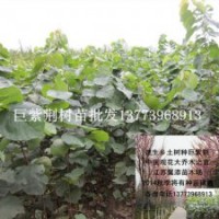 2米高巨紫荊樹苗全國包活發(fā)苗速生觀花大喬木之首