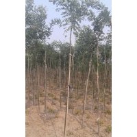 出售綠化樹苗