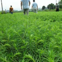 主要供應綠化苗;江西濕地松，江西馬尾松，江西楓香，江西榿木，