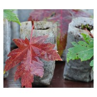 河南桃楓園林特供美國紅楓