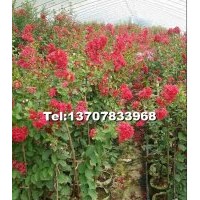 紅火球紫薇小苗、桂花小苗