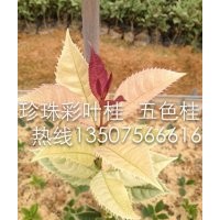 五彩桂