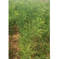 國槐苗-山西國槐苗15003596823拓利華國槐苗種植