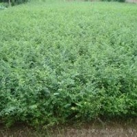 供應(yīng)大量小葉女貞，數(shù)量較多，價格便宜，歡迎客戶來電！