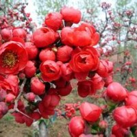 苗木基地供應(yīng)大量海棠苗木長(zhǎng)期供應(yīng)