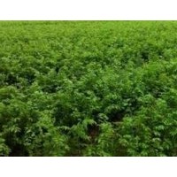 櫸樹小苗2-10cm低價直銷詳電詢。
