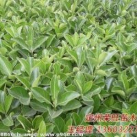 定州市榮旺苗木花卉農(nóng)民專(zhuān)業(yè)合作社
