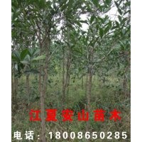武漢周邊各種果樹(shù)苗，風(fēng)景（桃李），石楠、紅葉楓等
