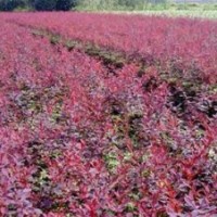 大量紅葉小檗廉價(jià)提供