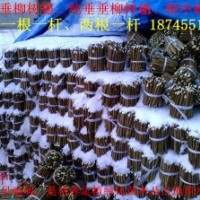出售垂柳、銀中楊、小城黑樹穗、樹苗