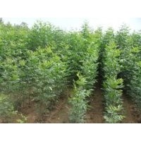 山西速生法桐 2公分速生法桐