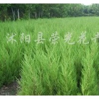全國(guó)裝車價(jià)大量供應(yīng)蜀檜、龍柏、紅葉石楠