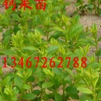 鈣果苗出售、鈣果苗價(jià)格、批發(fā)鈣果苗、鈣果苗種子、鈣果苗