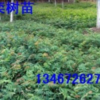 山西北欒苗，北欒籽，北欒苗小苗,北欒苗價(jià)格